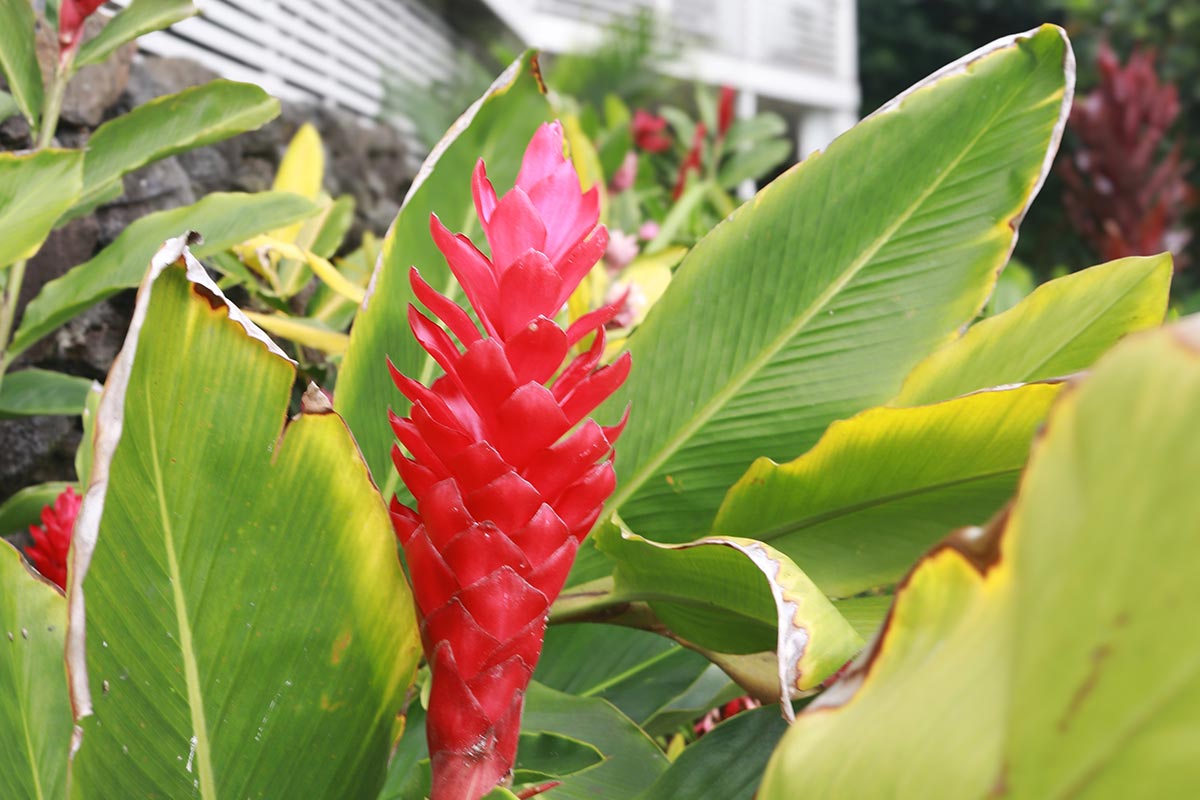 Kona Sober Living facilities